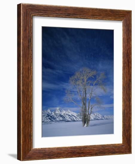 Bare Tree in Snowy Landscape, Grand Teton National Park, Wyoming, USA-Scott T. Smith-Framed Photographic Print