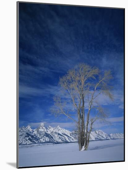 Bare Tree in Snowy Landscape, Grand Teton National Park, Wyoming, USA-Scott T. Smith-Mounted Photographic Print