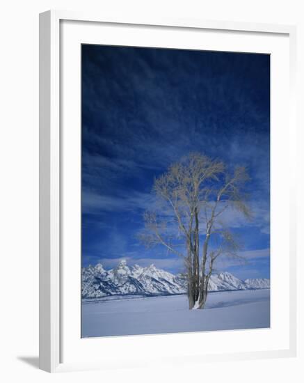 Bare Tree in Snowy Landscape, Grand Teton National Park, Wyoming, USA-Scott T. Smith-Framed Photographic Print