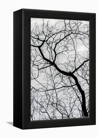 Bare Tree Limbs-null-Framed Stretched Canvas