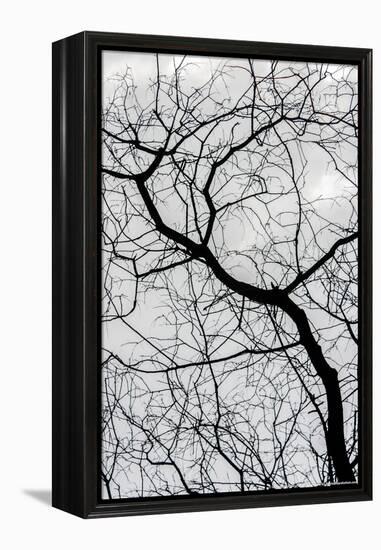 Bare Tree Limbs-null-Framed Stretched Canvas