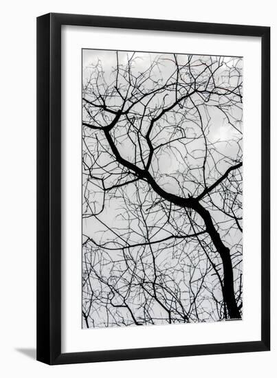 Bare Tree Limbs-null-Framed Photo