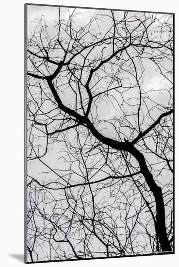 Bare Tree Limbs-null-Mounted Photo