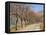 Bare Trees Line a Rural Road at Drome, Col De Perty in the Rhone Alpes, France, Europe-Michael Busselle-Framed Premier Image Canvas