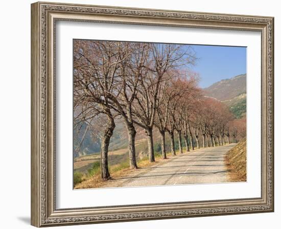 Bare Trees Line a Rural Road at Drome, Col De Perty in the Rhone Alpes, France, Europe-Michael Busselle-Framed Photographic Print