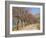 Bare Trees Line a Rural Road at Drome, Col De Perty in the Rhone Alpes, France, Europe-Michael Busselle-Framed Photographic Print