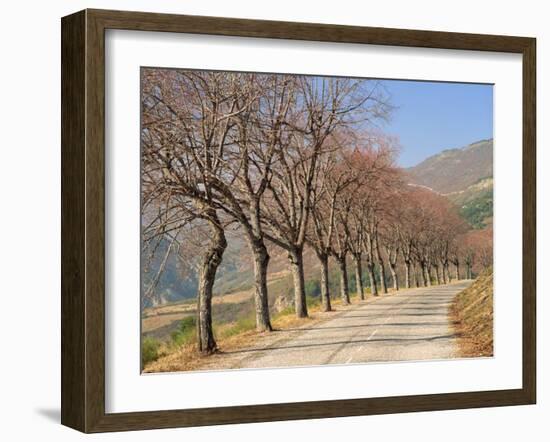 Bare Trees Line a Rural Road at Drome, Col De Perty in the Rhone Alpes, France, Europe-Michael Busselle-Framed Photographic Print