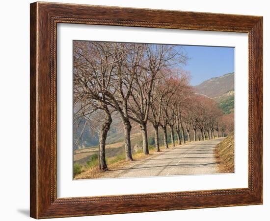 Bare Trees Line a Rural Road at Drome, Col De Perty in the Rhone Alpes, France, Europe-Michael Busselle-Framed Photographic Print