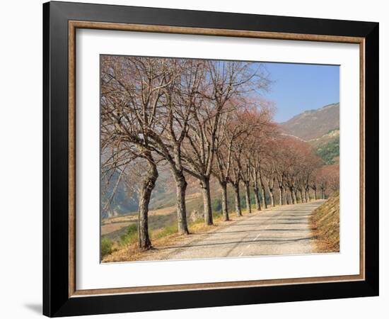 Bare Trees Line a Rural Road at Drome, Col De Perty in the Rhone Alpes, France, Europe-Michael Busselle-Framed Photographic Print