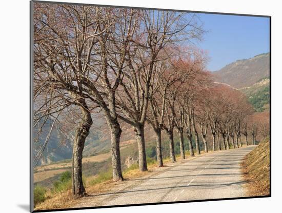 Bare Trees Line a Rural Road at Drome, Col De Perty in the Rhone Alpes, France, Europe-Michael Busselle-Mounted Photographic Print