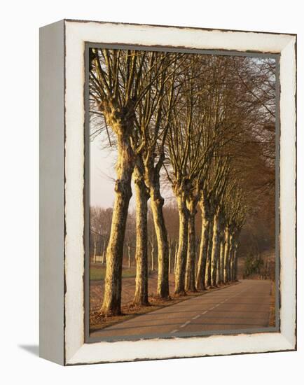 Bare Trees Line a Rural Road in Winter, Provence, France, Europe-Michael Busselle-Framed Premier Image Canvas