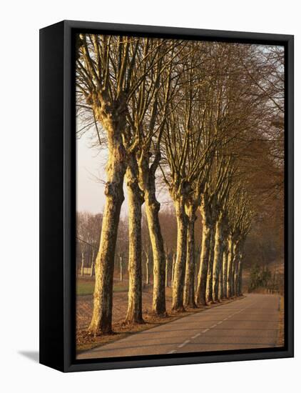 Bare Trees Line a Rural Road in Winter, Provence, France, Europe-Michael Busselle-Framed Premier Image Canvas