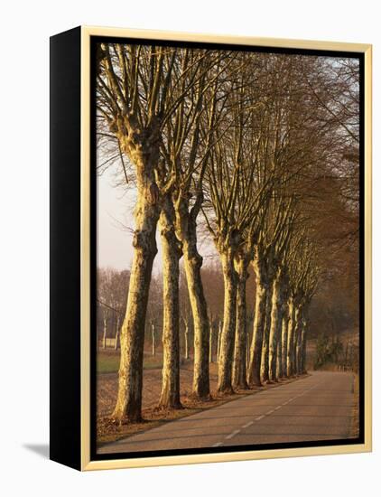 Bare Trees Line a Rural Road in Winter, Provence, France, Europe-Michael Busselle-Framed Premier Image Canvas