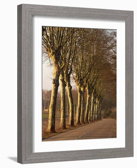 Bare Trees Line a Rural Road in Winter, Provence, France, Europe-Michael Busselle-Framed Photographic Print