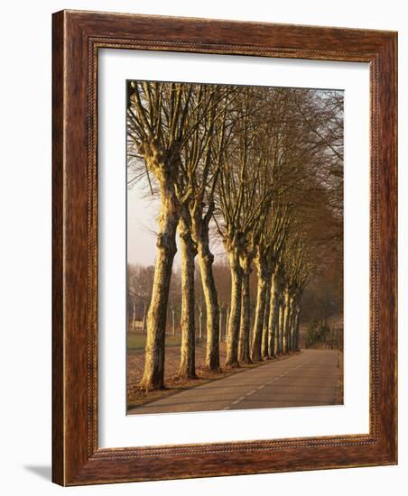 Bare Trees Line a Rural Road in Winter, Provence, France, Europe-Michael Busselle-Framed Photographic Print