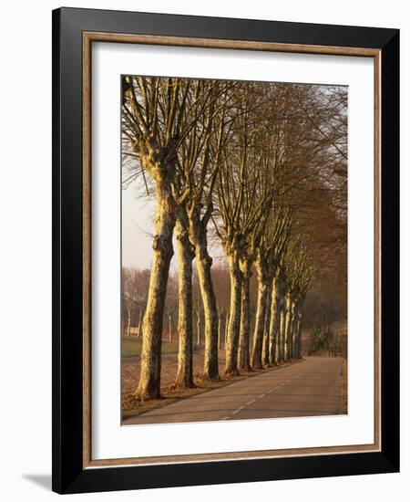 Bare Trees Line a Rural Road in Winter, Provence, France, Europe-Michael Busselle-Framed Photographic Print