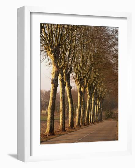 Bare Trees Line a Rural Road in Winter, Provence, France, Europe-Michael Busselle-Framed Photographic Print