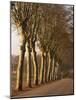 Bare Trees Line a Rural Road in Winter, Provence, France, Europe-Michael Busselle-Mounted Photographic Print