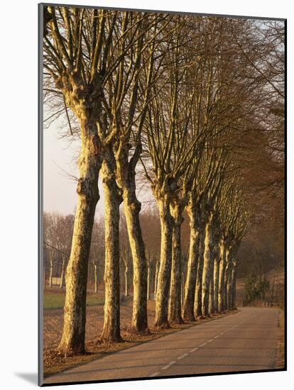 Bare Trees Line a Rural Road in Winter, Provence, France, Europe-Michael Busselle-Mounted Photographic Print