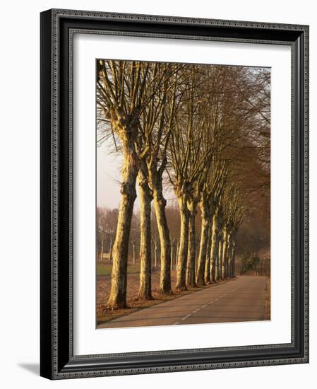 Bare Trees Line a Rural Road in Winter, Provence, France, Europe-Michael Busselle-Framed Photographic Print
