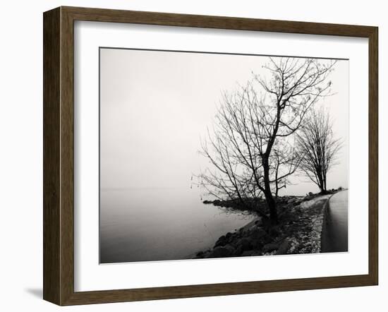 Bare Trees on a Lake Side Bank-Sharon Wish-Framed Photographic Print