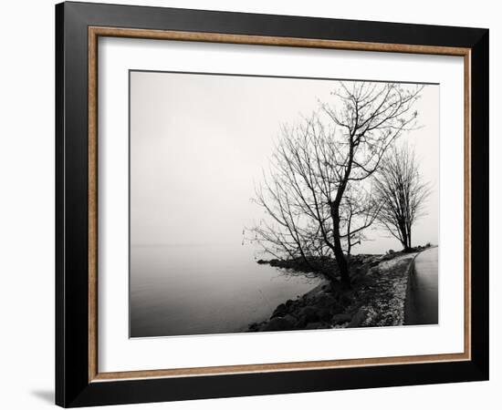 Bare Trees on a Lake Side Bank-Sharon Wish-Framed Photographic Print