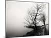 Bare Trees on a Lake Side Bank-Sharon Wish-Mounted Photographic Print