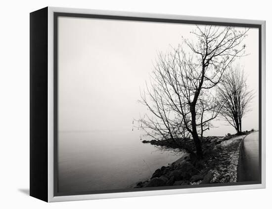 Bare Trees on a Lake Side Bank-Sharon Wish-Framed Premier Image Canvas