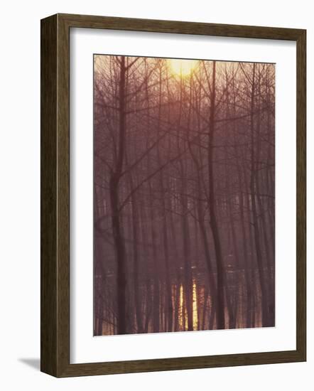 Bare Trees Silhouetted by Winter Sunset, and Reflected in Pond-Woolfitt Adam-Framed Photographic Print