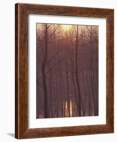 Bare Trees Silhouetted by Winter Sunset, and Reflected in Pond-Woolfitt Adam-Framed Photographic Print