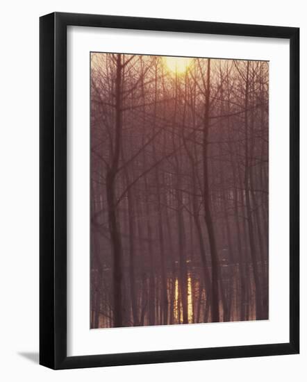 Bare Trees Silhouetted by Winter Sunset, and Reflected in Pond-Woolfitt Adam-Framed Photographic Print