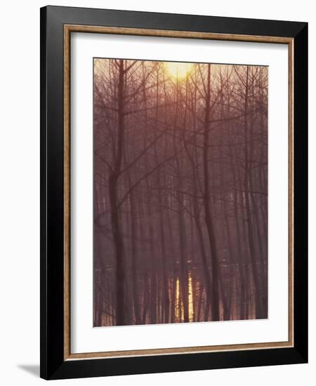 Bare Trees Silhouetted by Winter Sunset, and Reflected in Pond-Woolfitt Adam-Framed Photographic Print