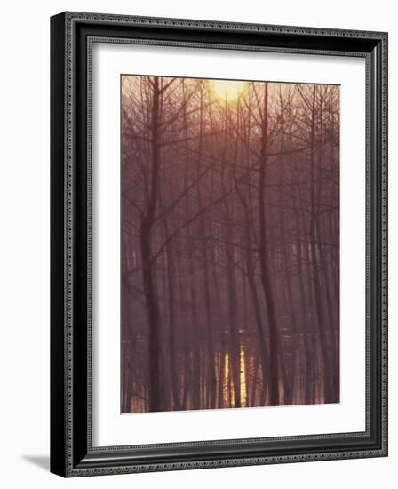 Bare Trees Silhouetted by Winter Sunset, and Reflected in Pond-Woolfitt Adam-Framed Photographic Print