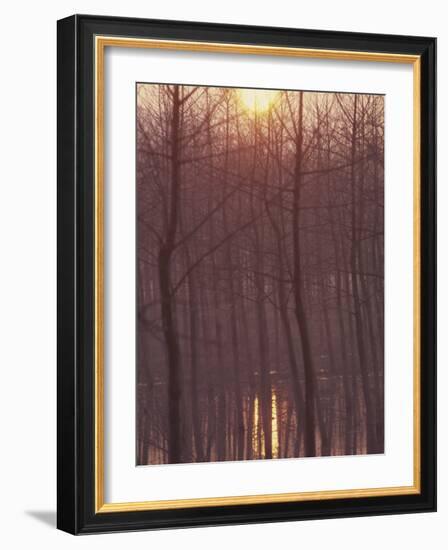 Bare Trees Silhouetted by Winter Sunset, and Reflected in Pond-Woolfitt Adam-Framed Photographic Print