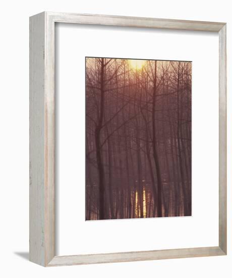 Bare Trees Silhouetted by Winter Sunset, and Reflected in Pond-Woolfitt Adam-Framed Photographic Print