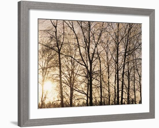 Bare Trees with Ice on Branches at Sunset, Leavenworth, Washington, USA-Merrill Images-Framed Photographic Print