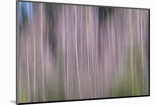 Bare Trees-Jacob Berghoef-Mounted Photographic Print