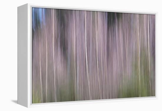 Bare Trees-Jacob Berghoef-Framed Premier Image Canvas
