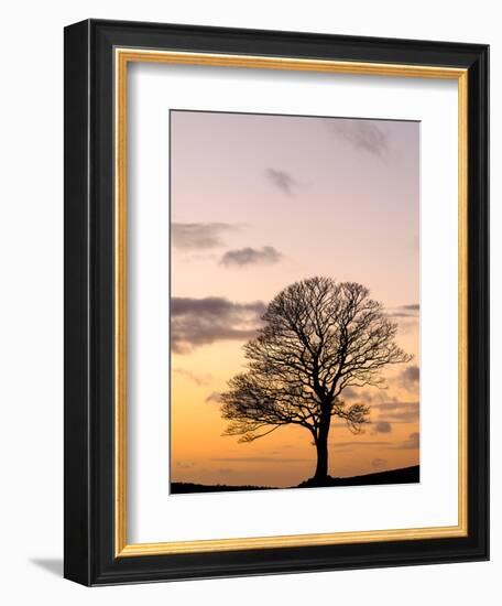 Bare Winter Tree at Sunset, the Roaches, Staffordshire, Peak District National Park, England, Unite-Chris Hepburn-Framed Photographic Print