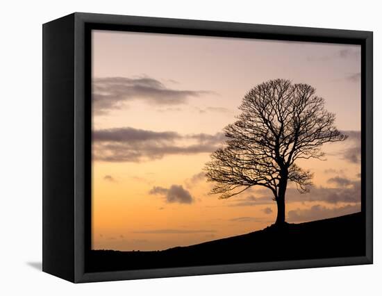 Bare Winter Tree at Sunset, the Roaches, Staffordshire, Peak District National Park, England, Unite-Chris Hepburn-Framed Premier Image Canvas