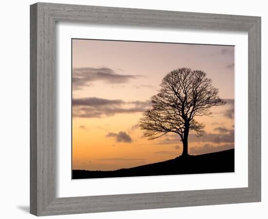 Bare Winter Tree at Sunset, the Roaches, Staffordshire, Peak District National Park, England, Unite-Chris Hepburn-Framed Photographic Print