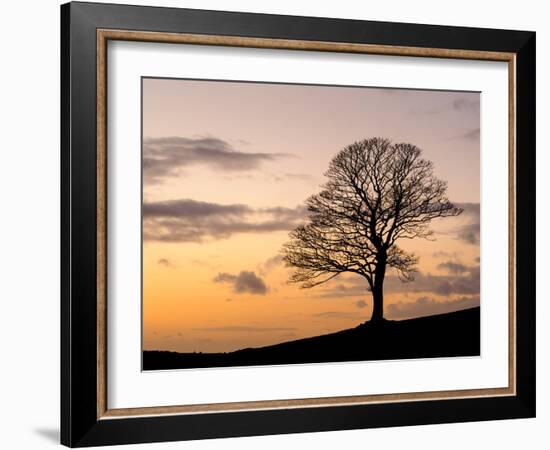 Bare Winter Tree at Sunset, the Roaches, Staffordshire, Peak District National Park, England, Unite-Chris Hepburn-Framed Photographic Print