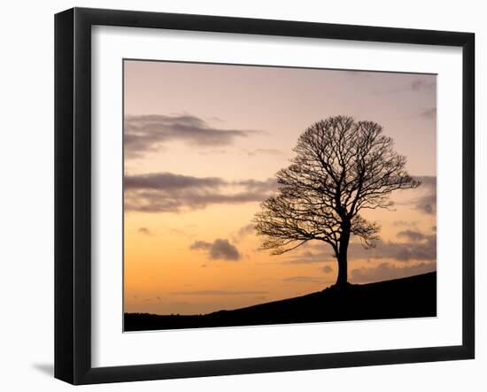 Bare Winter Tree at Sunset, the Roaches, Staffordshire, Peak District National Park, England, Unite-Chris Hepburn-Framed Photographic Print