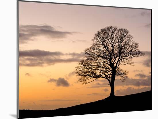 Bare Winter Tree at Sunset, the Roaches, Staffordshire, Peak District National Park, England, Unite-Chris Hepburn-Mounted Photographic Print