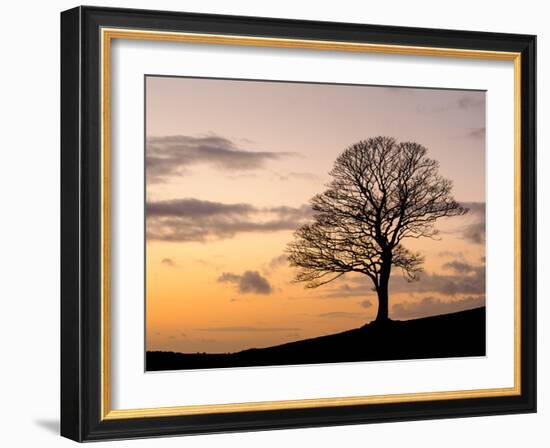 Bare Winter Tree at Sunset, the Roaches, Staffordshire, Peak District National Park, England, Unite-Chris Hepburn-Framed Photographic Print