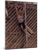 Barefoot Girl Swinging on Structure Containing Baby Chicks in Coop, Woodstock Music and Art Fair-John Dominis-Mounted Photographic Print