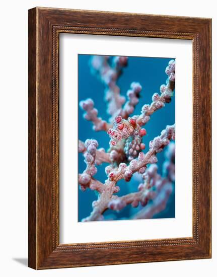 Bargibant's pygmy seahorse camouflaged, Indonesia-Magnus Lundgren-Framed Photographic Print