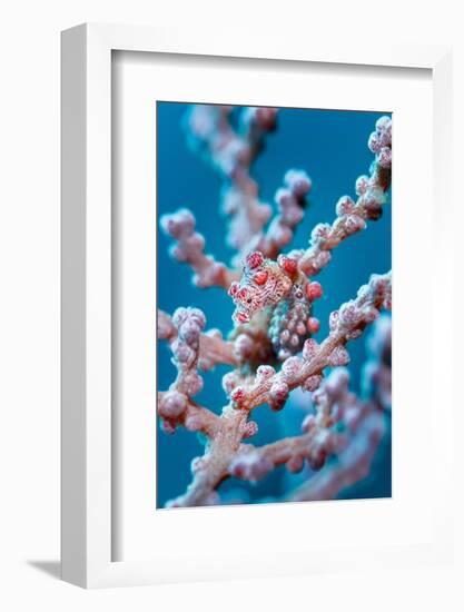 Bargibant's pygmy seahorse camouflaged, Indonesia-Magnus Lundgren-Framed Photographic Print