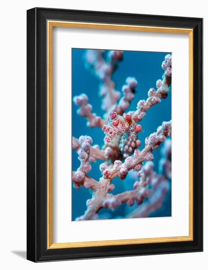 Bargibant's pygmy seahorse camouflaged, Indonesia-Magnus Lundgren-Framed Photographic Print