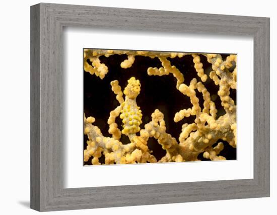 Bargibant 's pygmy seahorse on coral, Philippines-David Fleetham-Framed Photographic Print